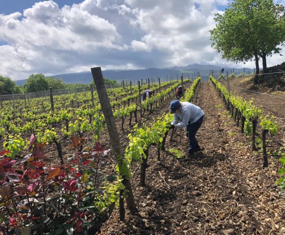 VINI: la giuria 5StarWines del Vinitaly premia Al-Cantàra con sette etichette dell’Etna nella Guida 2021