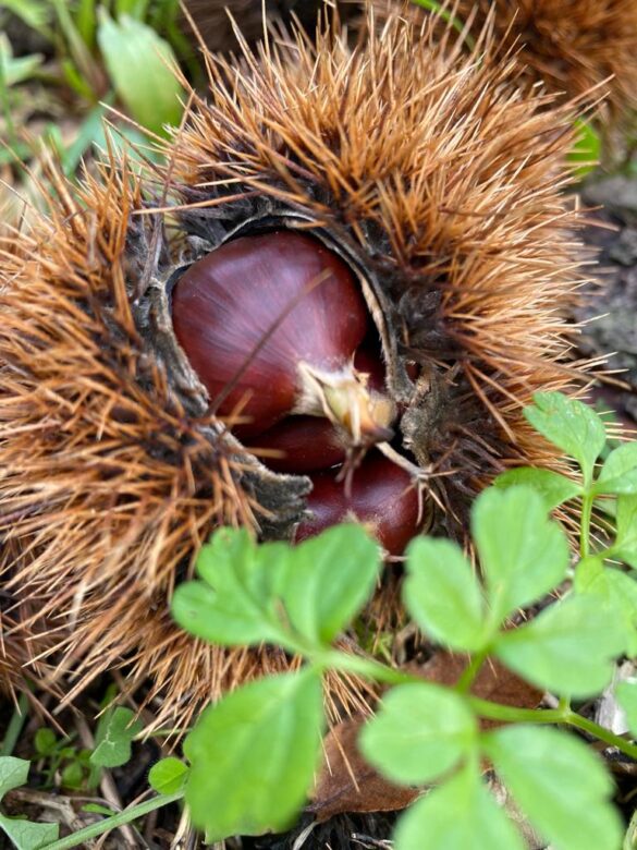 AMBIENTE: a Milo per la Festa degli alberi di scena i castagni e la biodiversità